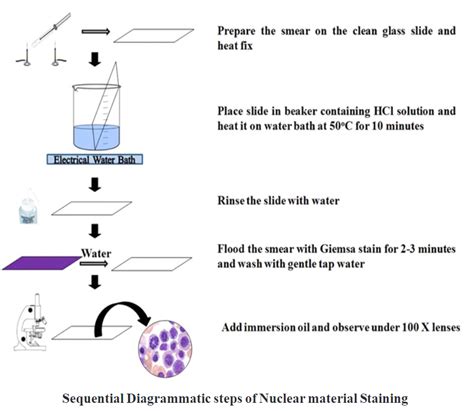 Giemsa staining - Biology Ease