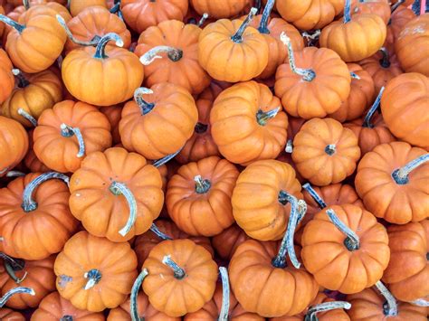 File:Mini pumpkins.jpg - Wikipedia