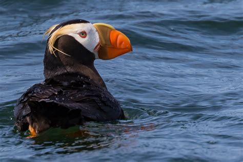 Smith Island Tufted Puffins Trip!