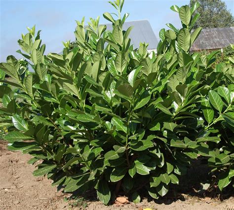 english laurel shrub – Colororient