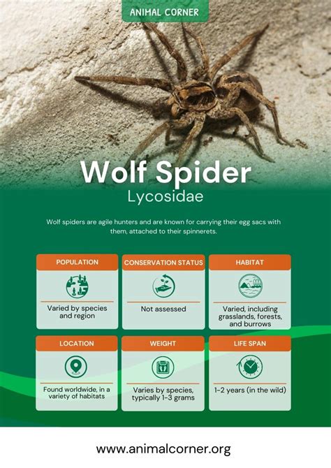 Wolf Spiders - Great Facts, Venom & Habitat Information