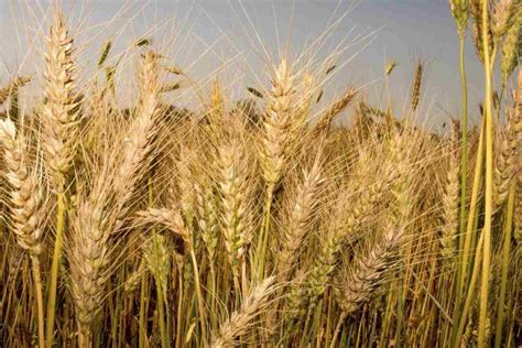 Organic Wheat Farming, Production Practices | Agri Farming