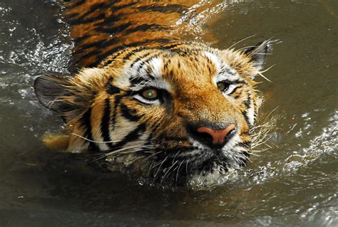 Harimau Malaya - a photo on Flickriver