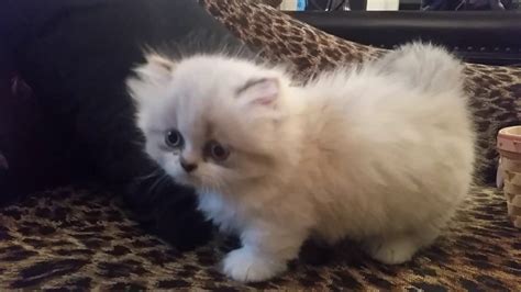 The Munchkin Cat Selkirk Rex Mix (The Lambkin) - Munchkin Cat Guide