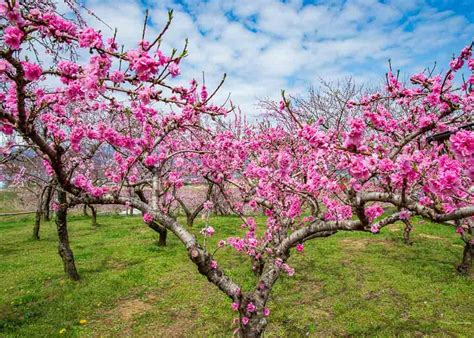 Peach Blossoms: Japan's Other Spring Flower Blossoms