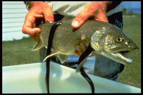 The Sea Lamprey: A Great Lakes Invader | Fish Tales for Ohio