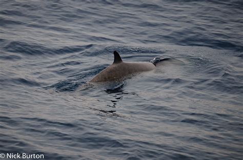 Nick Burton's Wildlife Photography: Bay of Biscay