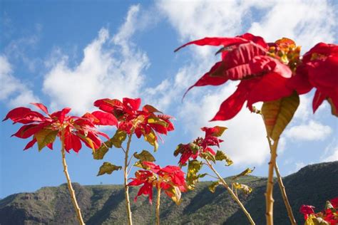 The Legend of the Poinsettia as a Christmas Plant | The Old Farmer's Almanac