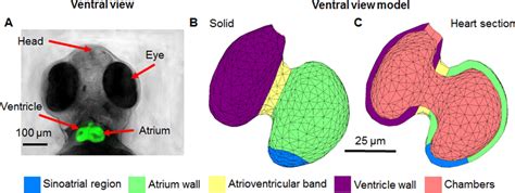 Image of 3 dpf zebrafish heart compared to model heart geometry. All ...