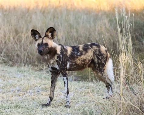 African Wild Dog Predators