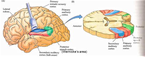 Auditory cortex, auditory area of brain location & function