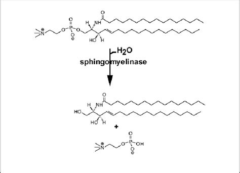 4. Sphingomyelin hydrolysis pathway. | Download Scientific Diagram