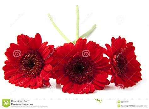 Red gerbera stock image. Image of event, isolated, autumn - 22714827