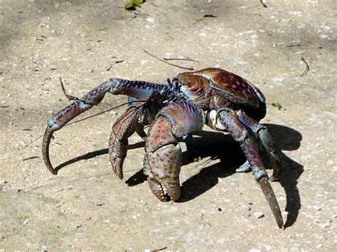 Robber Crab | The robber crab (Birgus latro) is the world's … | Flickr