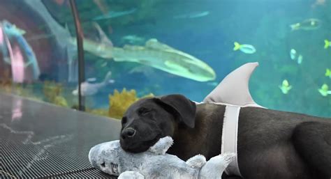 Behind The Thrills | SeaWorld San Diego Hosts Puppy Sleepover to Support Animal Rescue and Care ...