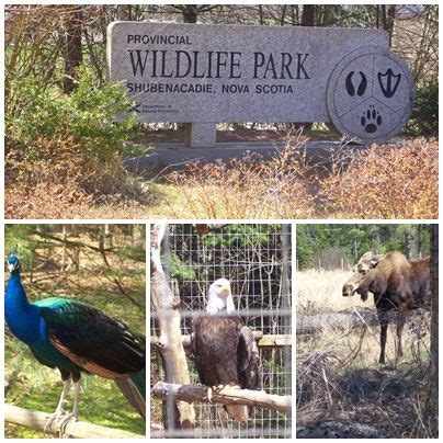 Provincial Wildlife Park Shubenacadie, Nova Scotia Canada | Nova scotia ...