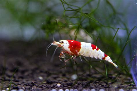 Adorable Whimsical🌈🐟Albino Rainbow Shark Tank Mates | Fish Lab