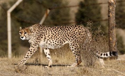 Solo quedan 12 guepardos en Irán, en grave peligro de extinción - SWI ...