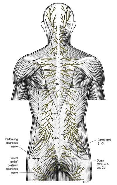 Spinal Cord and Nerve Roots | Neupsy Key