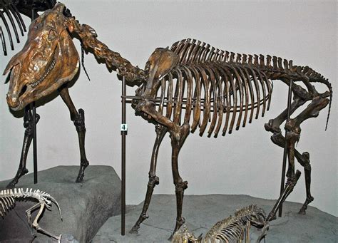 Idaho State Fossil - Hagerman Horse (Equus simplicidens) - FossilEra.com