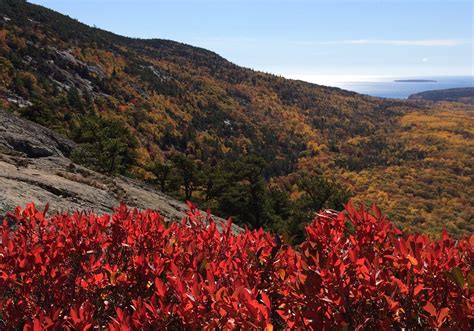 Scientists want your photos to study fall foliage in Acadia | Second Century Stewardship