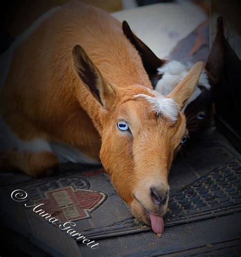 Determination...at Solis Occasus Villa Fainting Goats - Myotonic Goats Fainting Goats For Sale ...