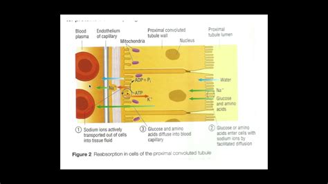 5.1.2 Excretion c) PART 3 Selective reabsorption - YouTube