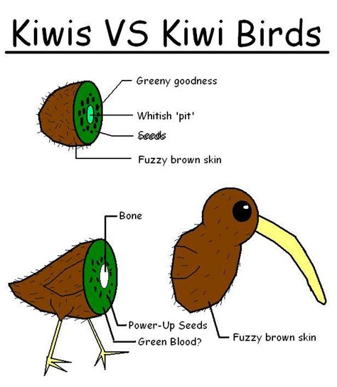 Kiwi VS Kiwi Bird by shibbynempahcold on DeviantArt