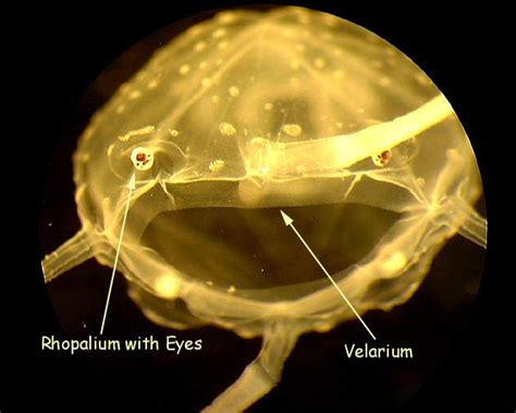 Do Box Jellyfish have Brains | Box Jellyfish Brain