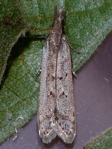 Palmerworm Moth (Common Moth and Butterflies of Indiana) · iNaturalist