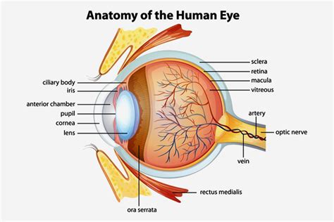 30 Interesting Facts, Diagram And Parts Of The Eyes For Kids