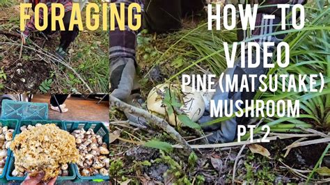 Mushroom Foraging| How to HUNT for PINE MUSHROOMS|MATSUTAKE| GPNF. DAY ...