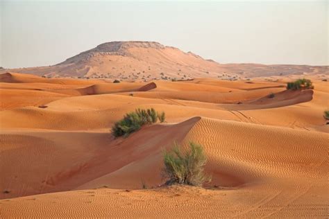 Mohammed Bin Salman to Plant 10 Billion Trees in the Desert – Anti-Empire