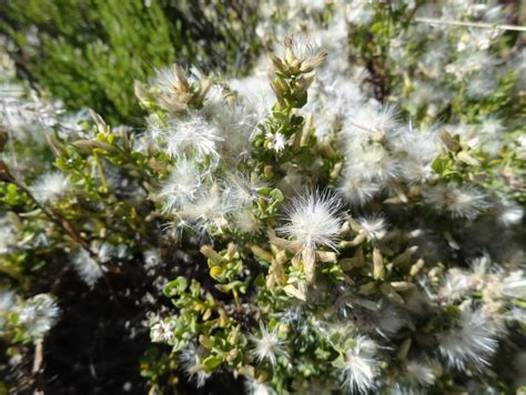 Baccharis pilularis, Coyote Bush – Larner Seeds