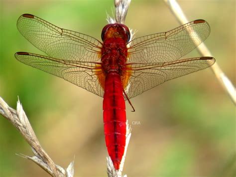 Red Dragonfly..... | Dyr