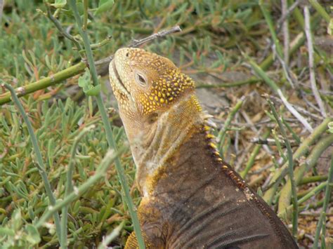 The Online Zoo - Galapagos Land Iguana