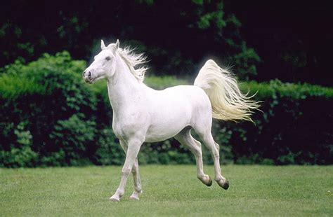 Where to Find the Legendary Lipizzan Horses