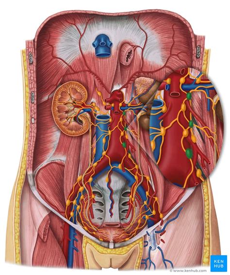 Retroperitoneal space and associated lymph nodes | Kenhub