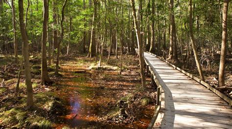 Congaree National Park Tours - Book Now | Expedia