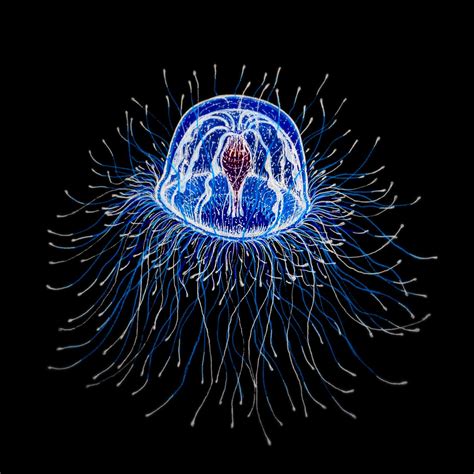 turritopsis nutricula | Beautiful sea creatures, Deep sea creatures, Ocean creatures