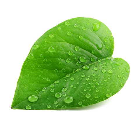 Water Picture Drop Leaf Dew Transparent HQ PNG Download | FreePNGImg
