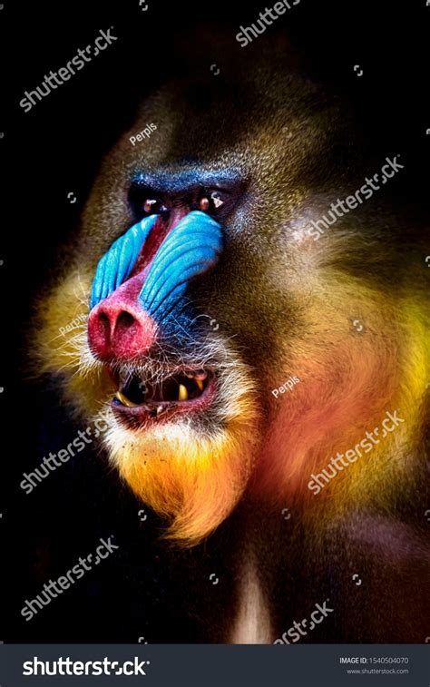 Baboon Showing Teeth Images: Browse 115 Stock Photos & Vectors Free ...