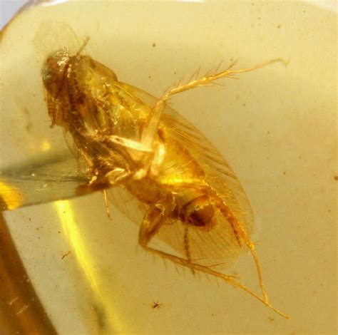 Burmite Cretaceous Amber with Cockroach