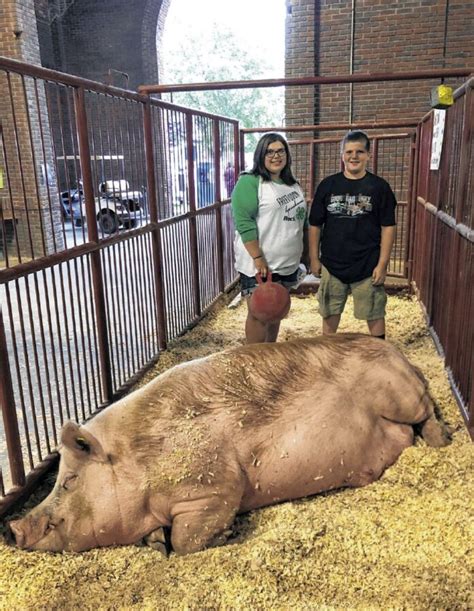 One big pig: Champion hog returns home from state fair - Seymour Tribune