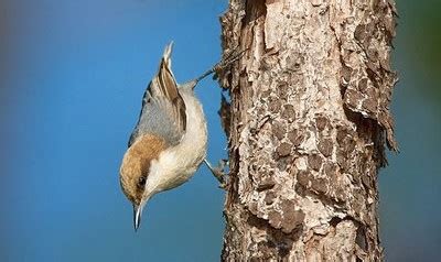 Bahama Nuthatch – birdfinding.info