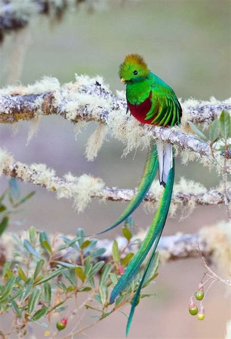 The Resplendent Quetzal, the national bird of Guatemala. : pics