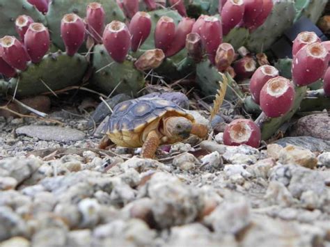 Free picture: image, sonoran, desert, tortoise