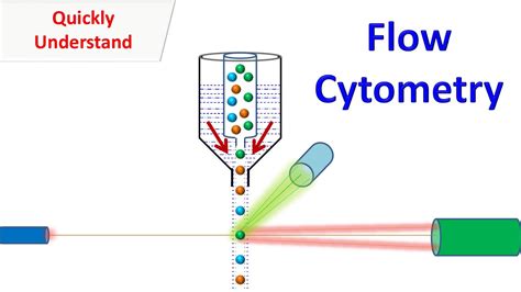 Flow Cytometry Animation