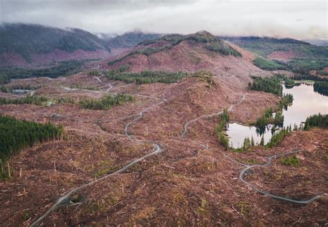 Conservation: Tongass National Forest | The Wilderness Society