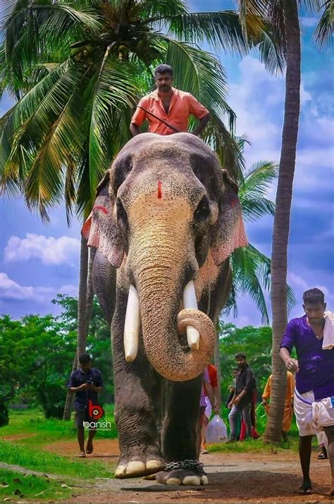 Desi Thug on Twitter: "10 Famous Divine Temple Elephants in Kerala 1 ...